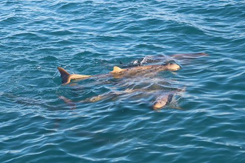 Roebuck Bay Snubfin Dolphin Cruise - Kawana Tourism 2