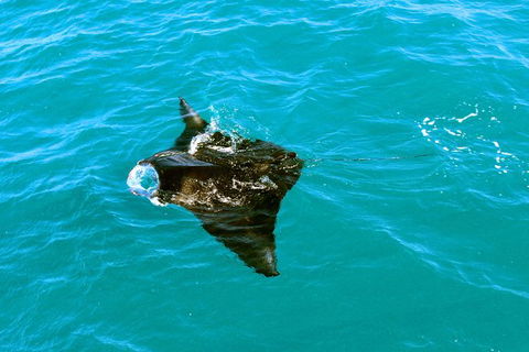 Roebuck Bay Snubfin Dolphin Cruise - Kawana Tourism 3
