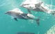 Roebuck Bay Snubfin Dolphin Cruise - thumb 0