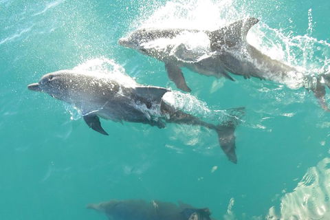 Roebuck Bay Snubfin Dolphin Cruise - Kawana Tourism 0