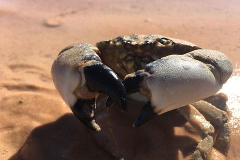 Dinosaur Adventure Tour - Kawana Tourism 14