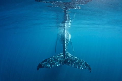 Humpback Whale Safari - Kawana Tourism 5