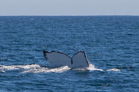 Humpback Whale Safari - Kawana Tourism 3