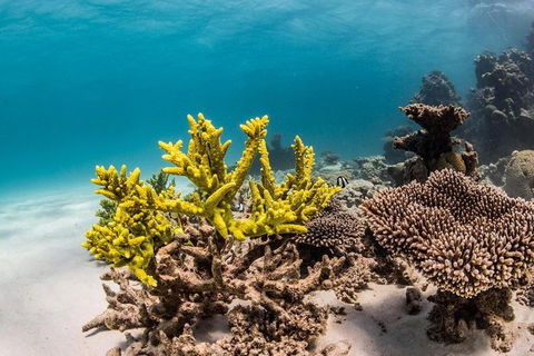 Coral Bay 1-Hour Coral Viewing - Kawana Tourism 4