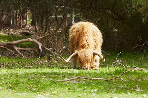 Organic Vineyard/Farm Tour - Kawana Tourism 2
