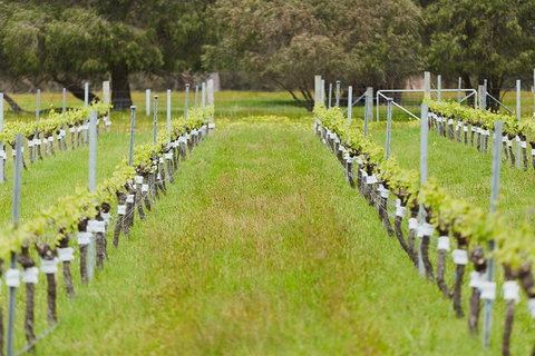 Organic Vineyard/Farm Tour - Kawana Tourism 4