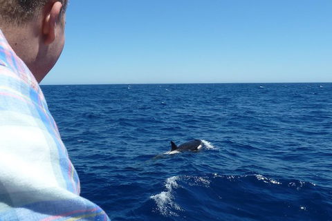 Full-Day Killer Whale Expedition From Albany - Kawana Tourism 1
