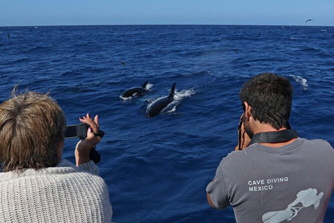 Full-Day Killer Whale Expedition From Albany - Kawana Tourism 2