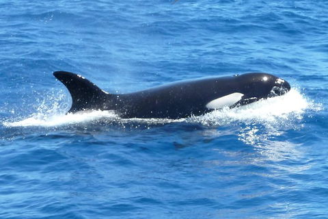 Full-Day Killer Whale Expedition From Albany - Kawana Tourism 0