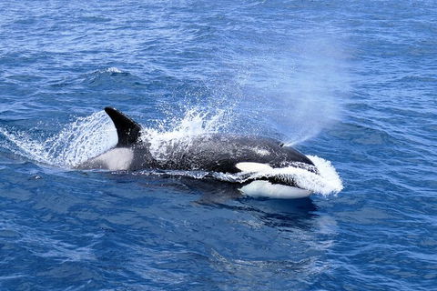 Full-Day Killer Whale Expedition From Albany - Kawana Tourism 3