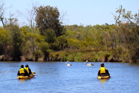 Private Guided River Kayak Tour - Kawana Tourism 4