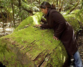 Attunga NSW Kawana Tourism