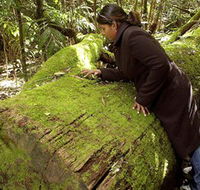 Washpool National Park - Washpool Walk - Kawana Tourism