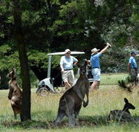 Glen Innes Golf Club - Kawana Tourism