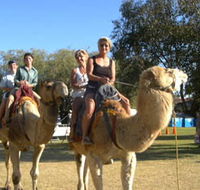 Calamunnda Camel Farm - Kawana Tourism