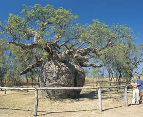 Boab Prison Tree - Kawana Tourism 0