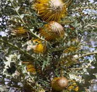 Woylie Walk Dryandra Woodland - Kawana Tourism