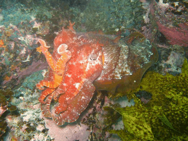 Jervis Bay Dive Charters - Kawana Tourism