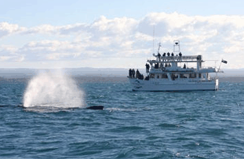 Dolphin Watch Cruises - Kawana Tourism