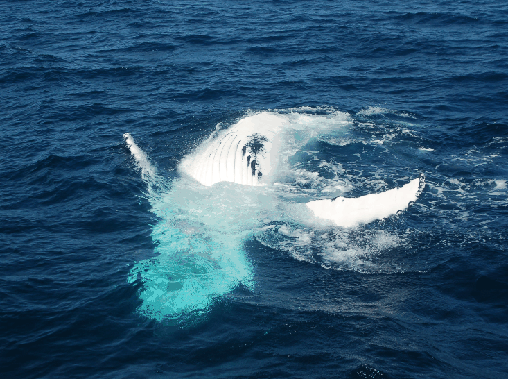 Dolphin Wild Cruises - Kawana Tourism