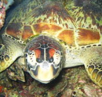 Adrenalin Snorkel and Dive - Kawana Tourism