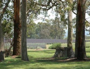 Amosfield QLD Kawana Tourism