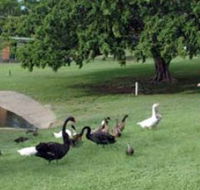 Anzac Park and Ululah Lagoon - Kawana Tourism