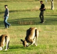Araucaria Ecotours - Kawana Tourism
