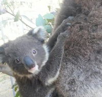 West Oz Wildlife Petting Zoos - Kawana Tourism