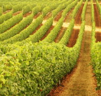 Wignalls Winery - Kawana Tourism