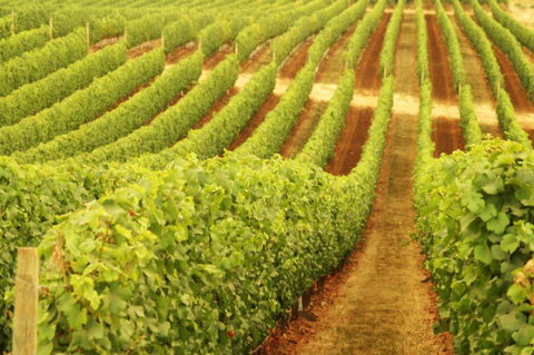 Wignalls Winery - Kawana Tourism 0
