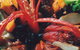 Augello's - thumb 3