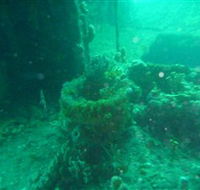 Wallaroo Scuba Club - Kawana Tourism