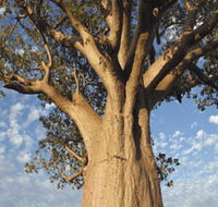 The Kimberley Grande