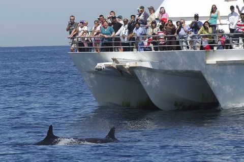 Moonshadow–TQC Cruises - Kawana Tourism 0