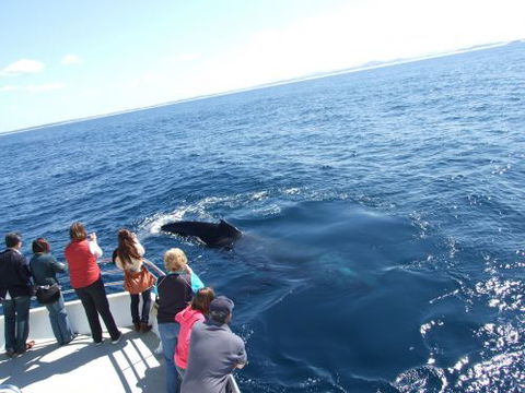 Moonshadow–TQC Cruises - Kawana Tourism 1