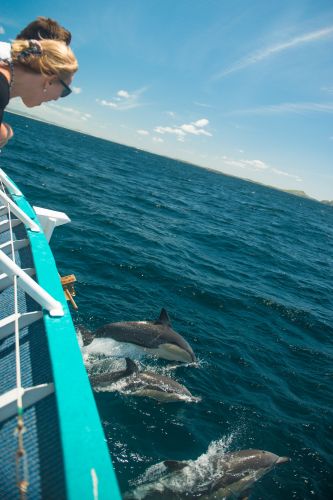 Moonshadow–TQC Cruises - Kawana Tourism 3