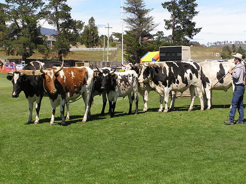 Brighton Show - Kawana Tourism 0