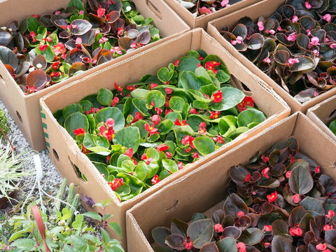 Iluka Markets - Kawana Tourism 2