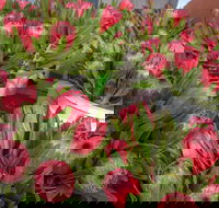 Junee Rotary Farmers Markets - Kawana Tourism