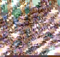 Meeniyan Garlic Festival - Kawana Tourism