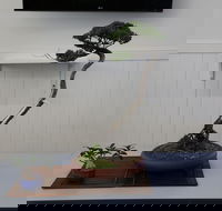 Wauchope Bonsai Workshop Group - Kawana Tourism