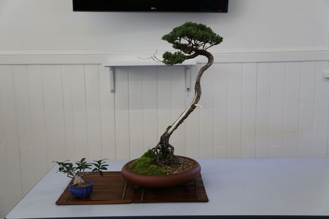 Wauchope Bonsai Workshop Group - Kawana Tourism 0