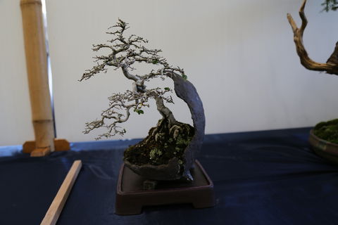 Wauchope Bonsai Workshop Group - Kawana Tourism 1