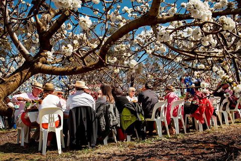 Young Cherry Blossom Long Lazy Lunch - Kawana Tourism 0