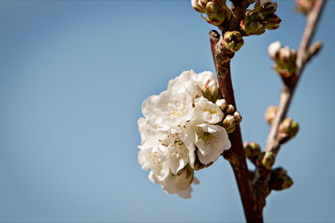 Young Cherry Blossom Long Lazy Lunch - Kawana Tourism 1