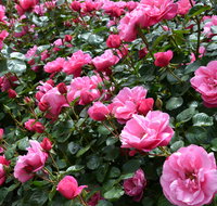 2020 Woolmers Estate Festival of Roses - Kawana Tourism
