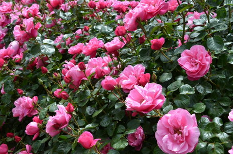 2020 Woolmers Estate Festival Of Roses - Kawana Tourism 0