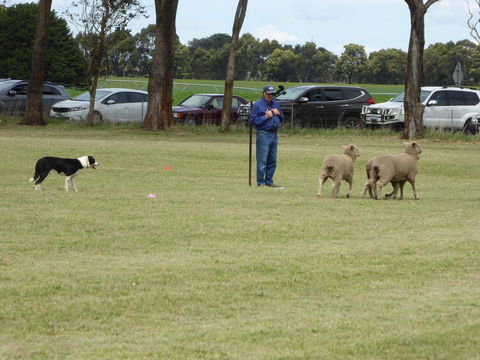 Dean Sheepdog Trials - Old Sniff Classic - Kawana Tourism 0