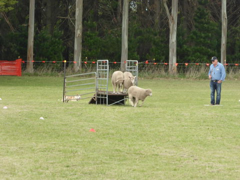 Dean Sheepdog Trials - Old Sniff Classic - Kawana Tourism 2